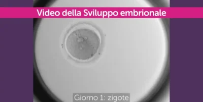 Video sullo sviluppo di un embrione in vitro