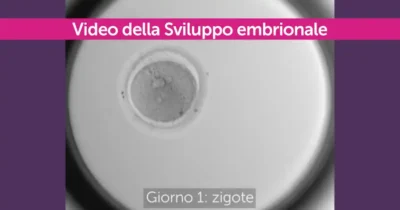 Video sullo sviluppo di un embrione in vitro