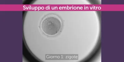 Sviluppo di un embrione in vitro