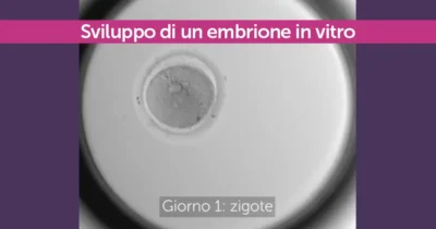 Sviluppo di un embrione in vitro