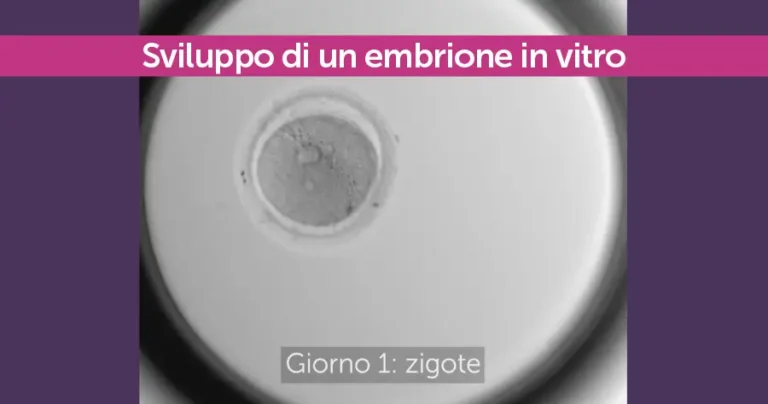 sviluppo di un embrione in vitro megaride napoli
