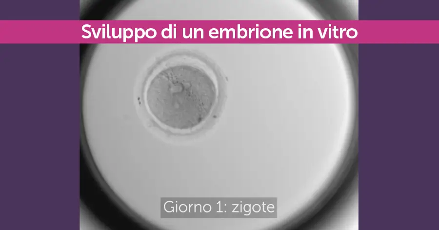sviluppo di un embrione in vitro megaride napoli